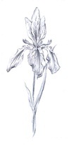 ZvetokZ